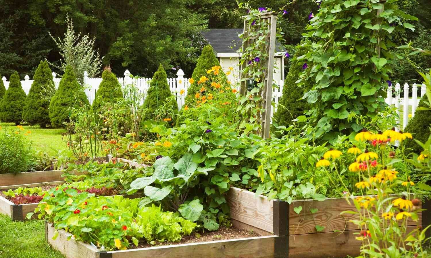 How to Start a Vegetable Garden at Home (Beginner’s Guide)