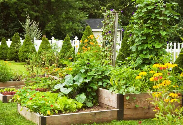 How to Start a Vegetable Garden at Home (Beginner’s Guide)