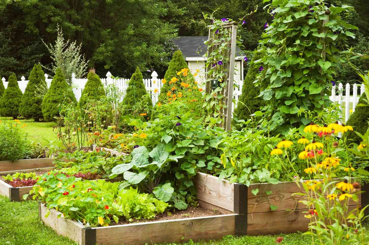How to Start a Vegetable Garden at Home (Beginner’s Guide)
